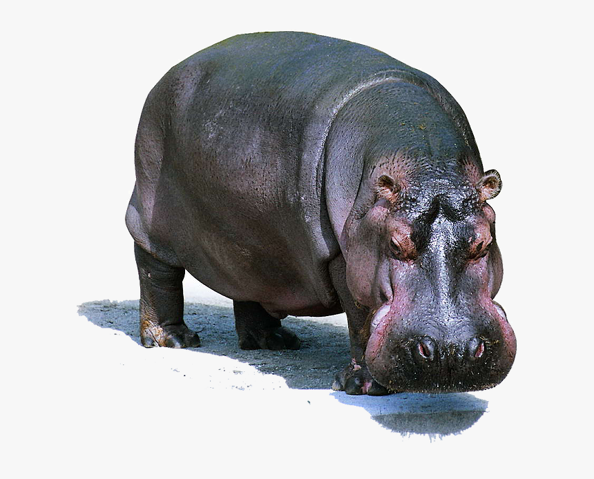 Hippo Png Images - Wildlife Lion Domestic And Wild Animals, Transparent Png, Free Download