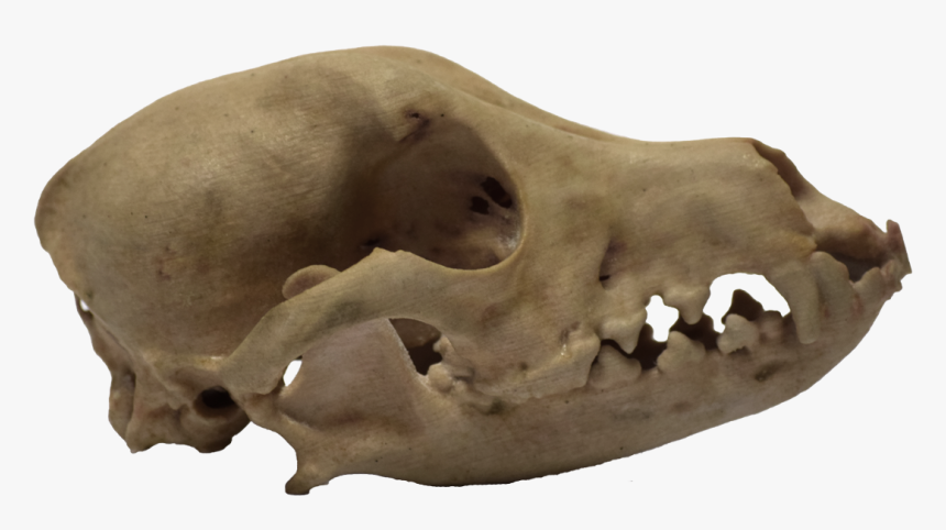 Medical Printing, 3d Systems Projet 460 Plus - Dog Skull Side View, HD Png Download, Free Download