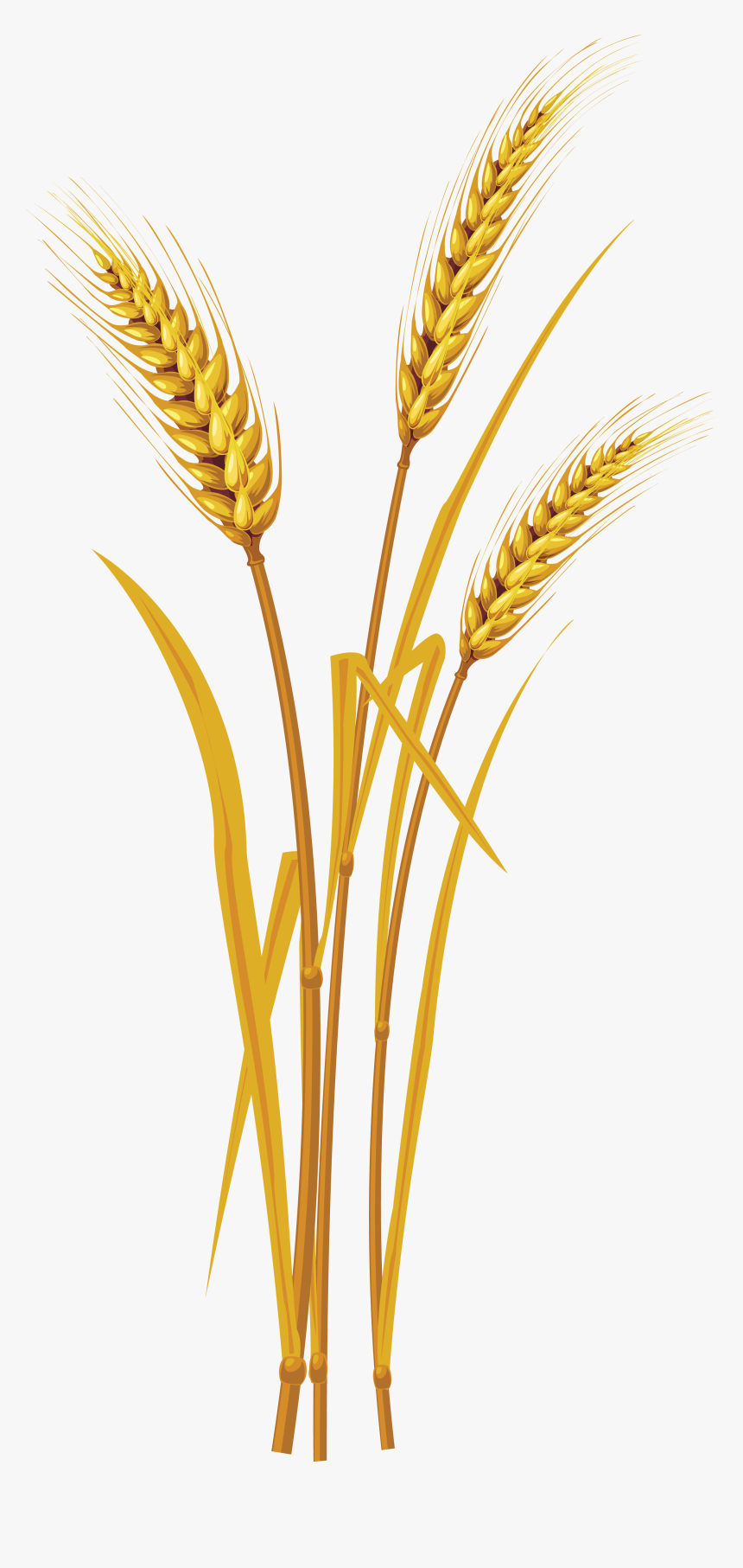 Wheat, HD Png Download, Free Download