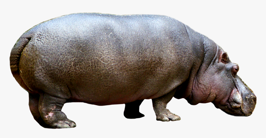 Hippo Png, Transparent Png, Free Download