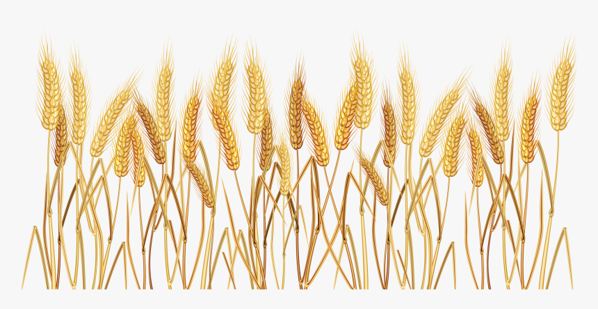 Wheat Cereal Clip Art - Wheat Clipart Transparent Background, HD Png Download, Free Download