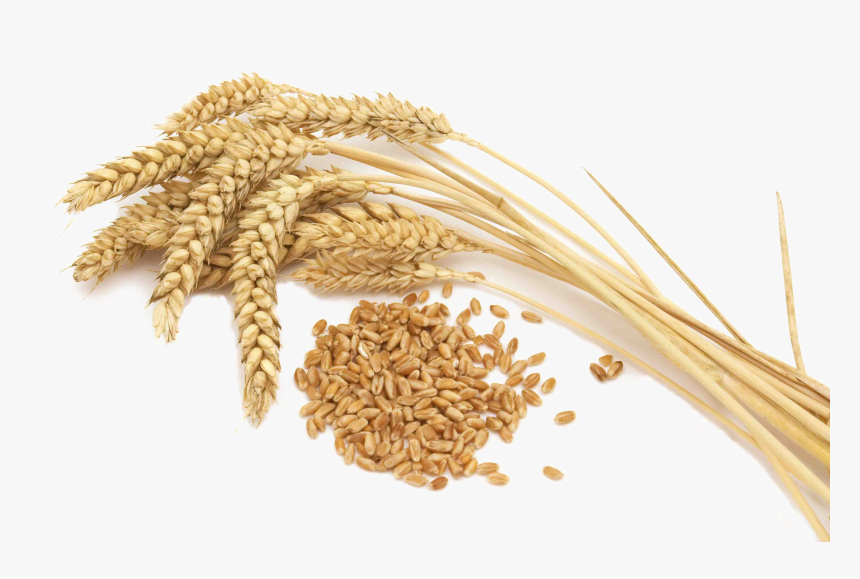 Wheat Png File - Germe De Trigo Png, Transparent Png, Free Download