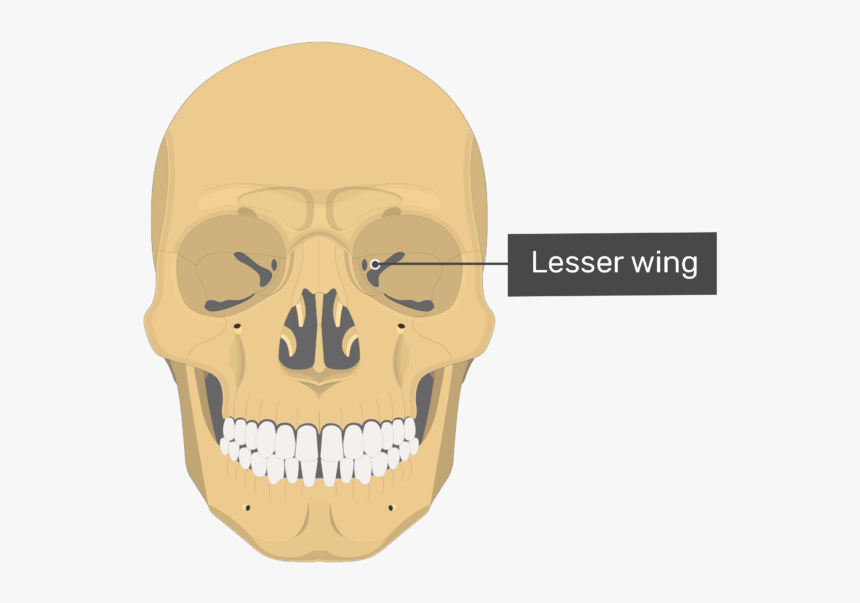 Optic Canal Of Sphenoid Bone, HD Png Download, Free Download