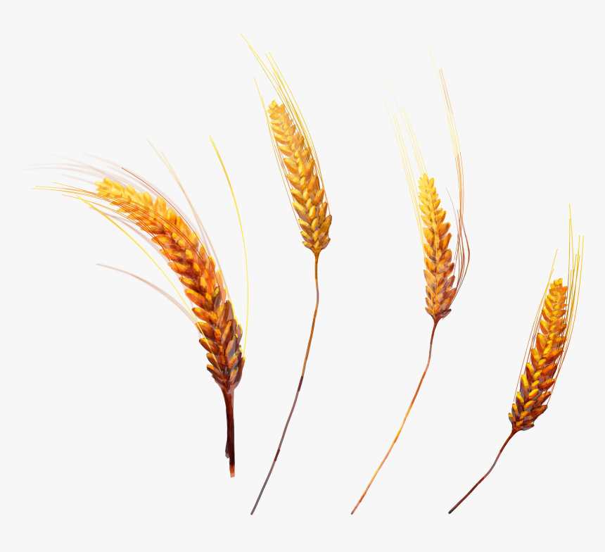 Wheat Png Image - Clear Background Wheat Grass Png, Transparent Png, Free Download