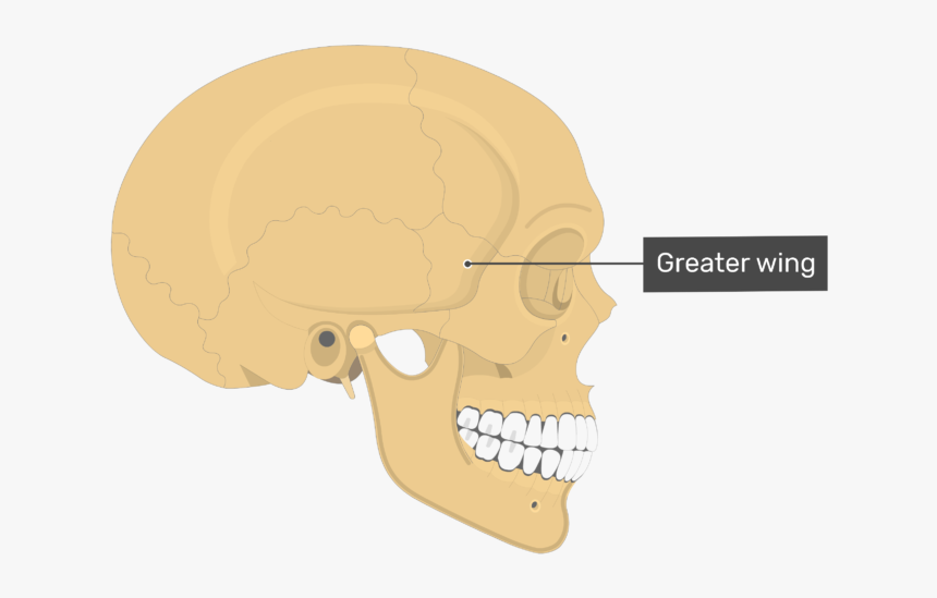 Maxillary Process Zygomatic Bone, HD Png Download, Free Download