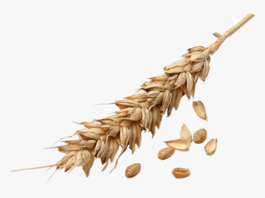 Wheat Spike - Wheat Grains Png, Transparent Png, Free Download