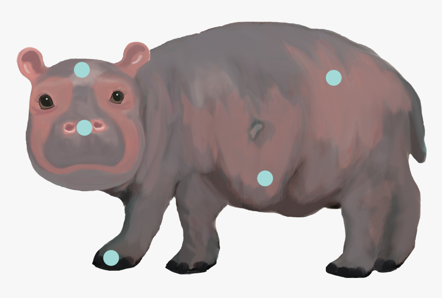 Hippopotamus, HD Png Download, Free Download