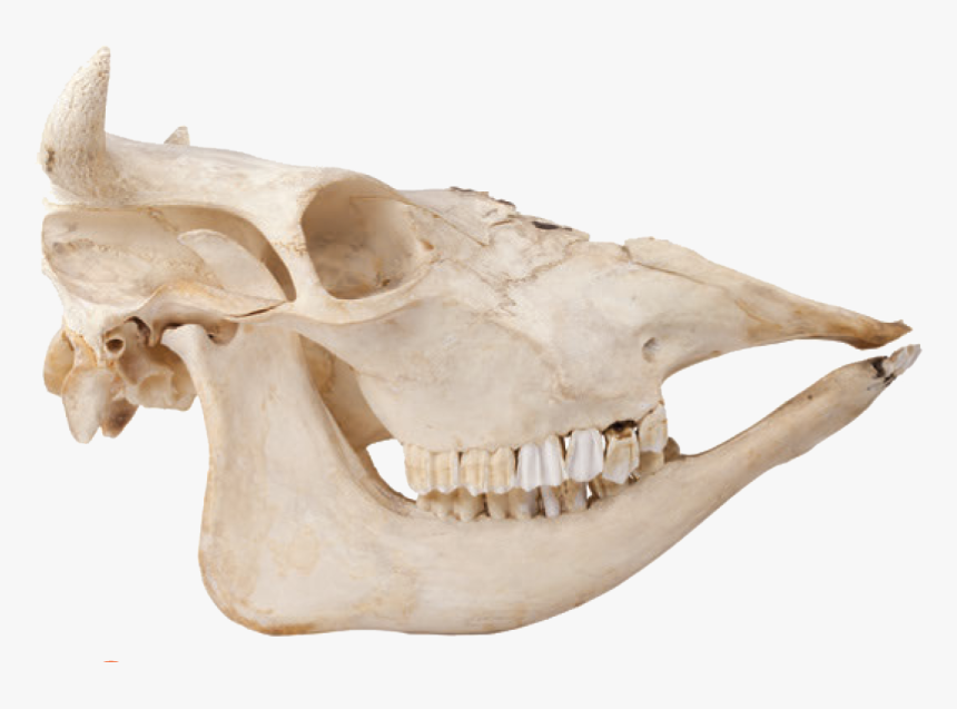 Where To Find There Are Over A Billion Cows In The - Skeleton Animal Bones Png, Transparent Png, Free Download