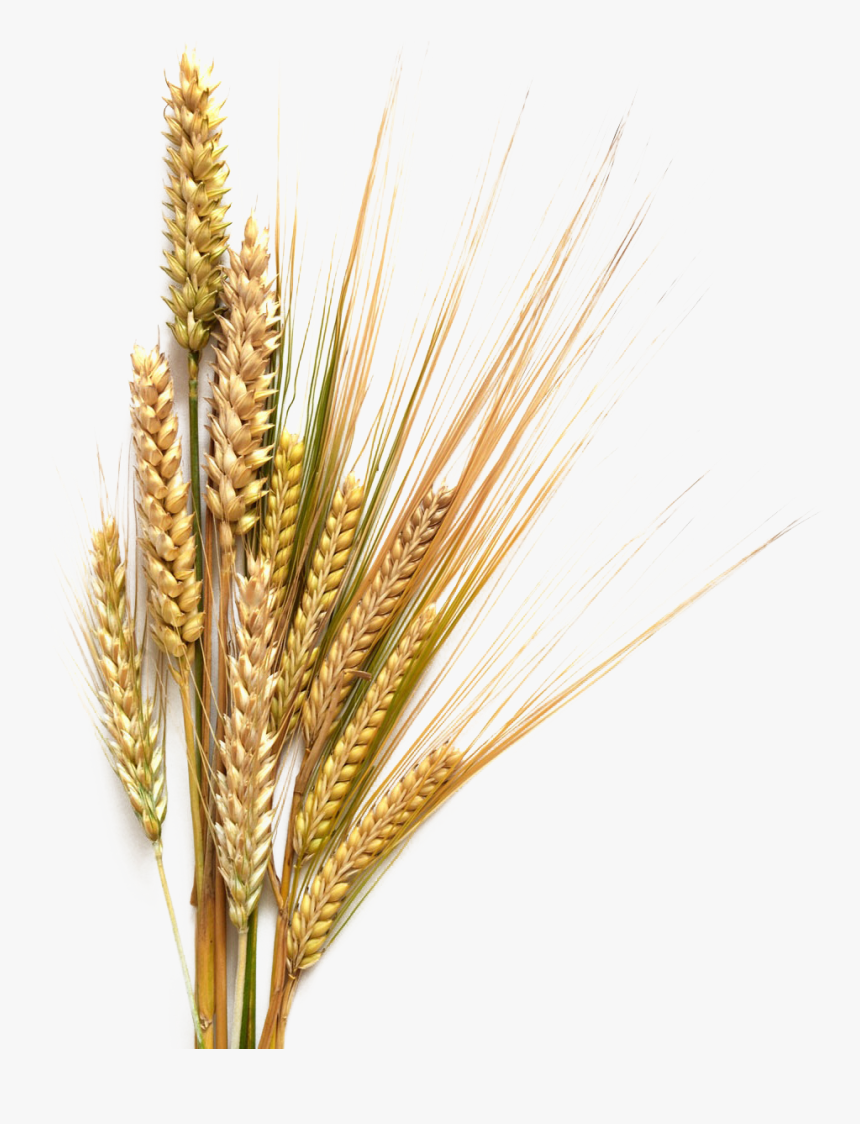 Grain Clipart Transparent Background Wheat - Barley Transparent Background, HD Png Download, Free Download