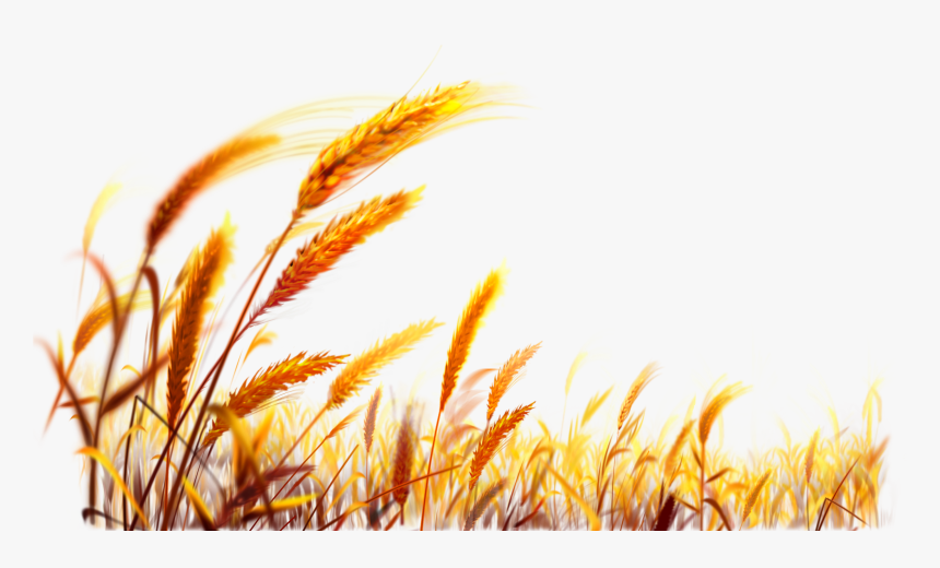 Wheat Desktop Wallpaper Harvest - Wheat Png, Transparent Png, Free Download