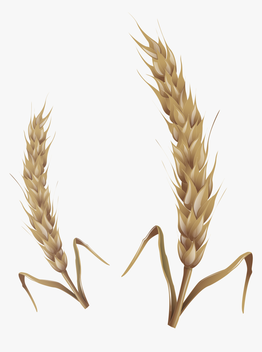 Wheat Png - Wheat Stalk Transparent, Png Download, Free Download