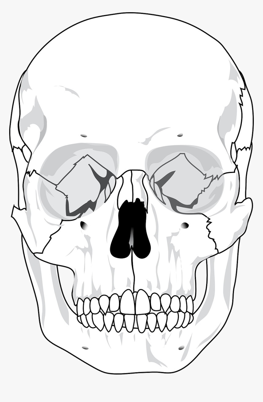 Skull Free Stock Photo - Human Skull Diagram Blank, HD Png Download, Free Download