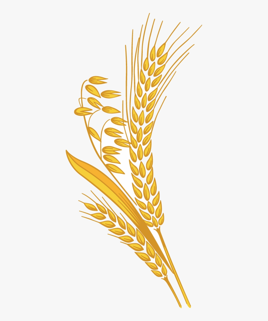 Wheat Rice Grain Clipart Free Images Transparent Png - Transparent Wheat Grain Png, Png Download, Free Download