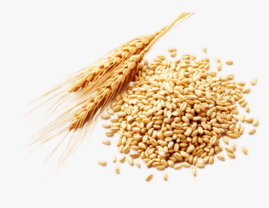 Wheat Png Image - Wheat Germ, Transparent Png, Free Download