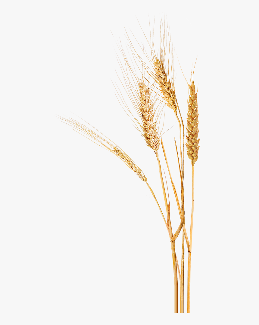 Wheat, Home Paine Schwartz Partners - Khorasan Wheat, HD Png Download, Free Download