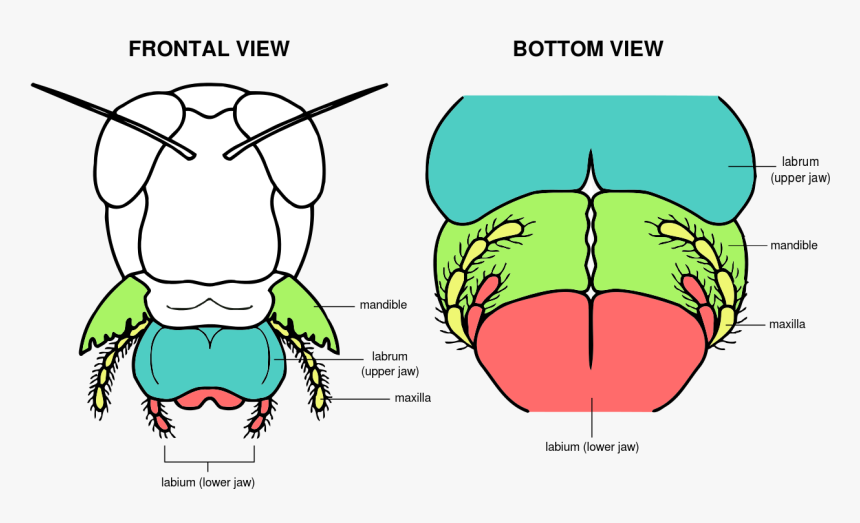 Transparent Animated Mouth Png - Grasshopper Mouth Anatomy, Png Download, Free Download