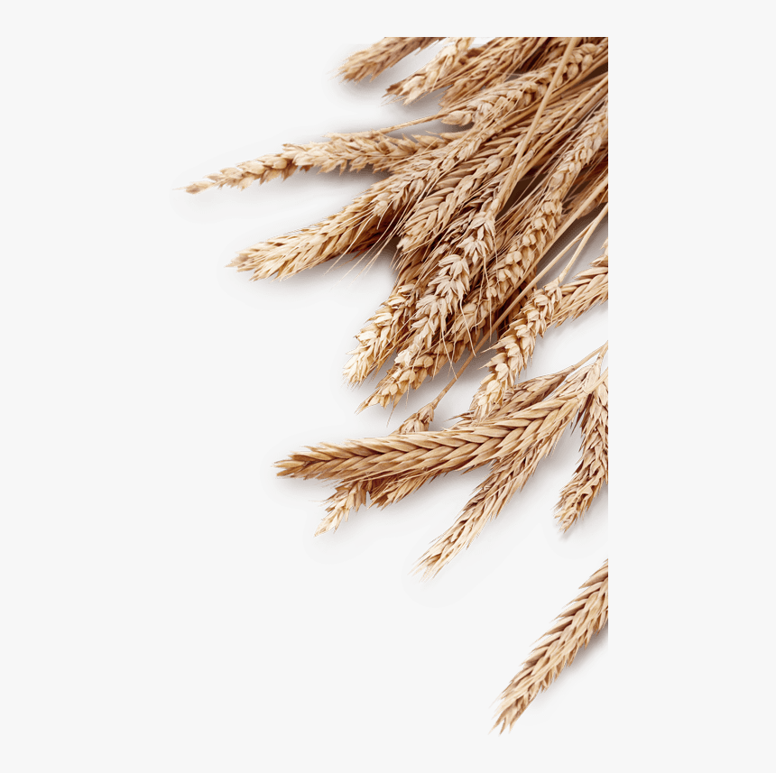 Transparent Wheat Field Clipart - Wheat Background Png, Png Download, Free Download