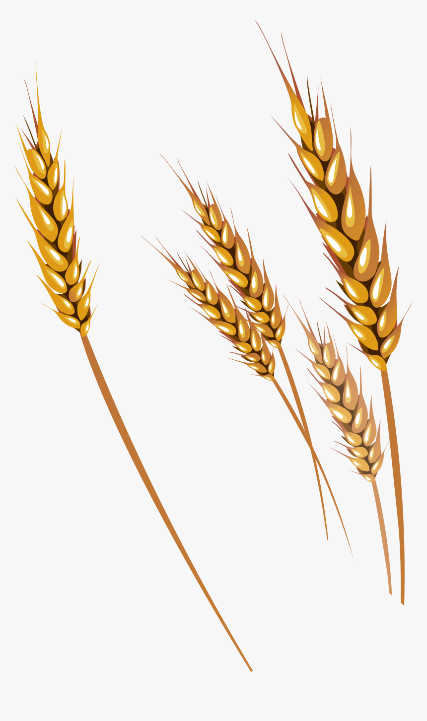Wheat Clipart Clear Background - Wheat Clipart, HD Png Download, Free Download