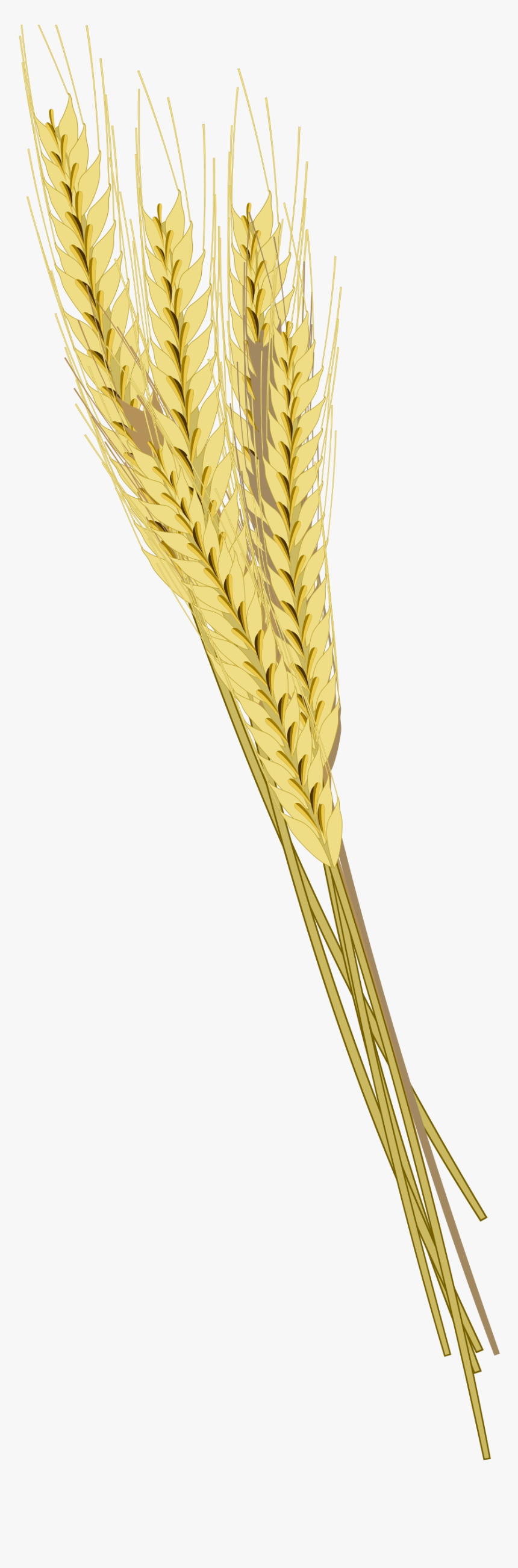 Download Barley Png Photos - Barley With Transparent Background, Png Download, Free Download