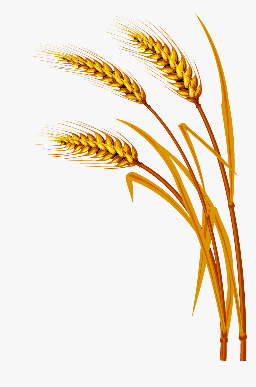 Transparent Wheat Clipart - Wheat Background, HD Png Download, Free Download