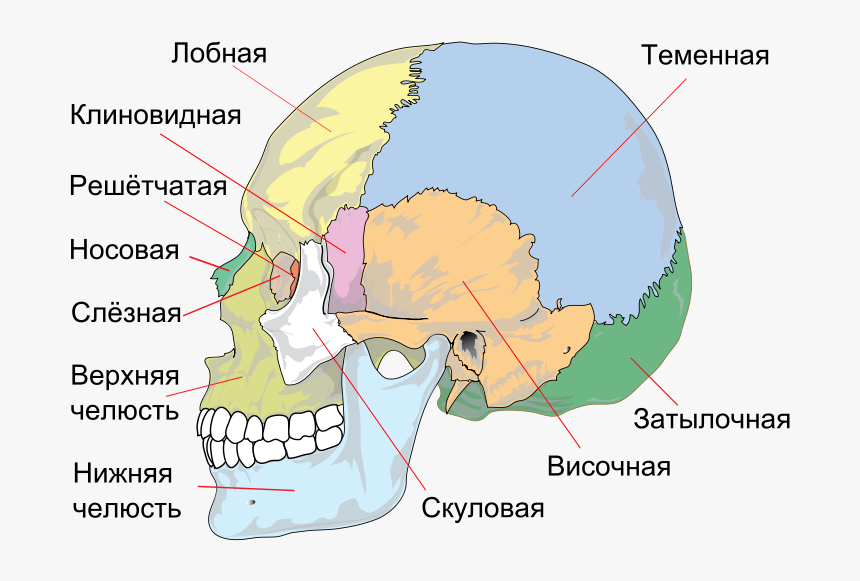 Human Skull Side Simplified Ru - Bones Of The Skull, HD Png Download, Free Download