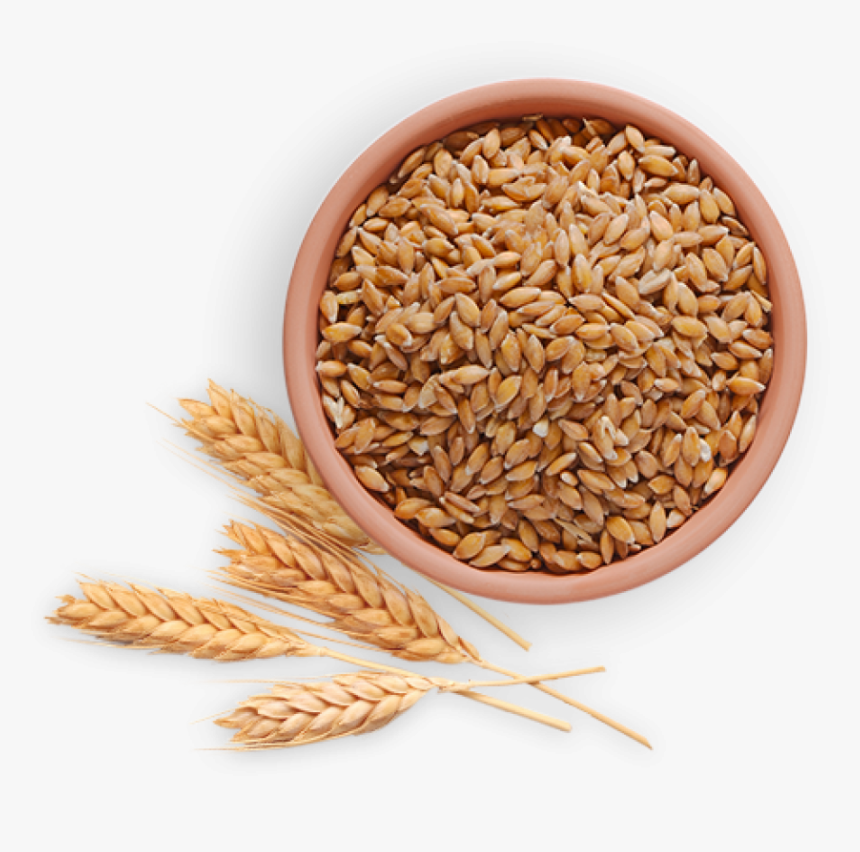 Wheat Images Hd Png, Transparent Png, Free Download