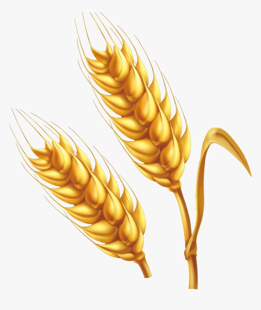 Wheat Cartoon Illustration - Cartoon Crop Png, Transparent Png, Free Download