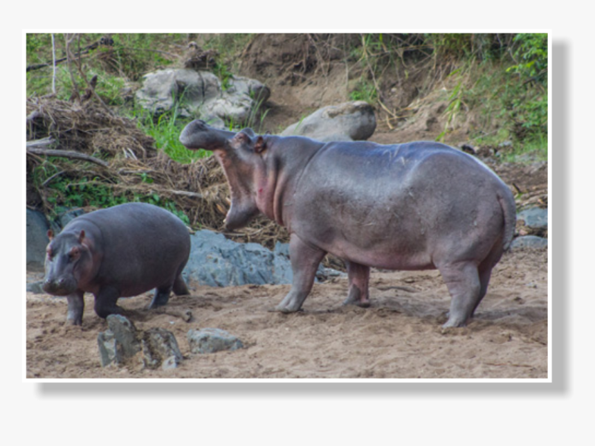 Clip Art Laki Expeditions Safaris This - Hippopotamus, HD Png Download, Free Download