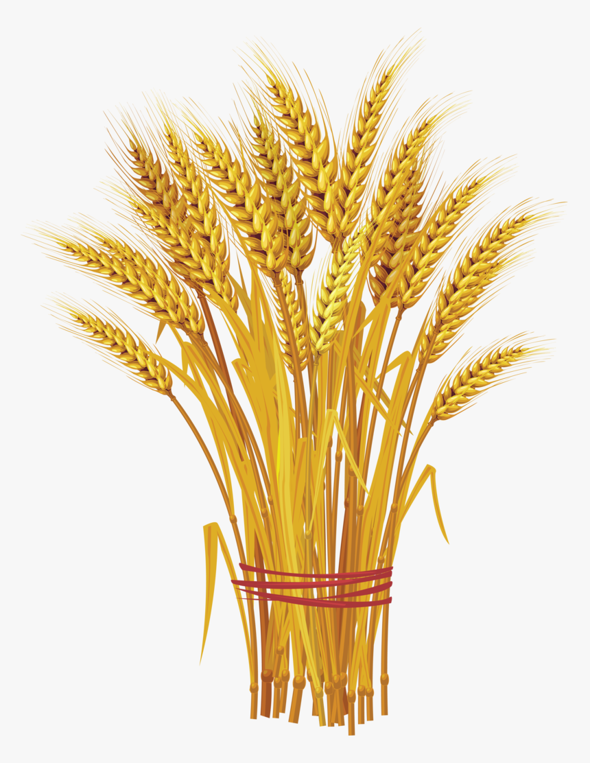 Wheat Clip Art, HD Png Download, Free Download