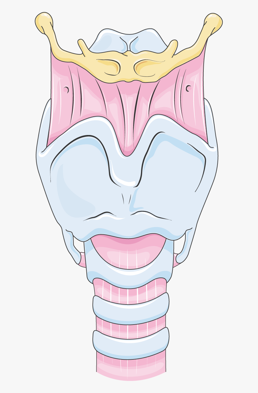 Larynx - Cartoon, HD Png Download, Free Download