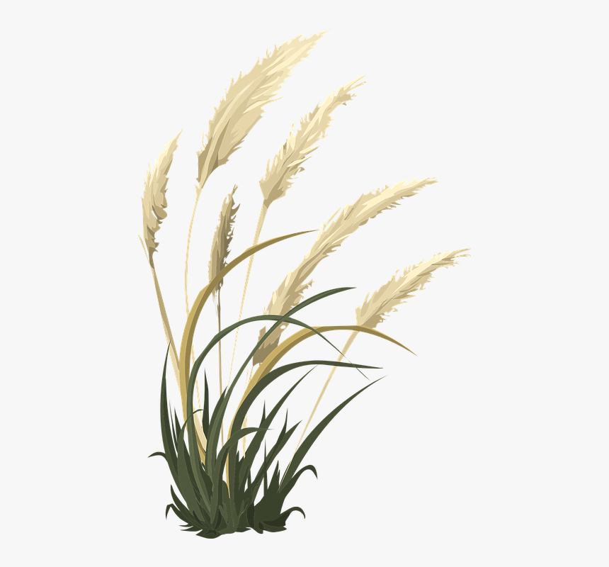 Wheat Grass Nature Vector Graphic Pixabay - Transparent Pampas Grass Png, Png Download, Free Download