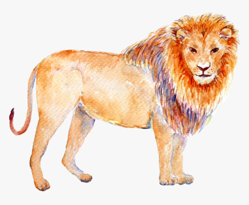 Transparent Leo Png - Astrology Zodiac Signs Animal, Png Download, Free Download