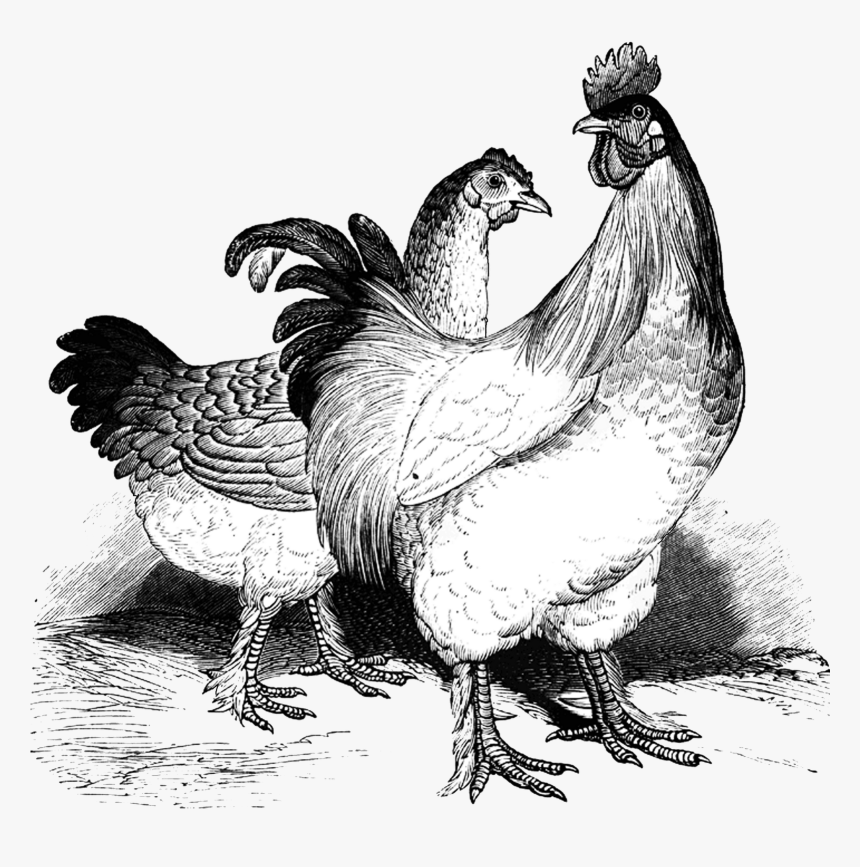 Bw Clipart Hen - Free Range Chickens Sign, HD Png Download, Free Download