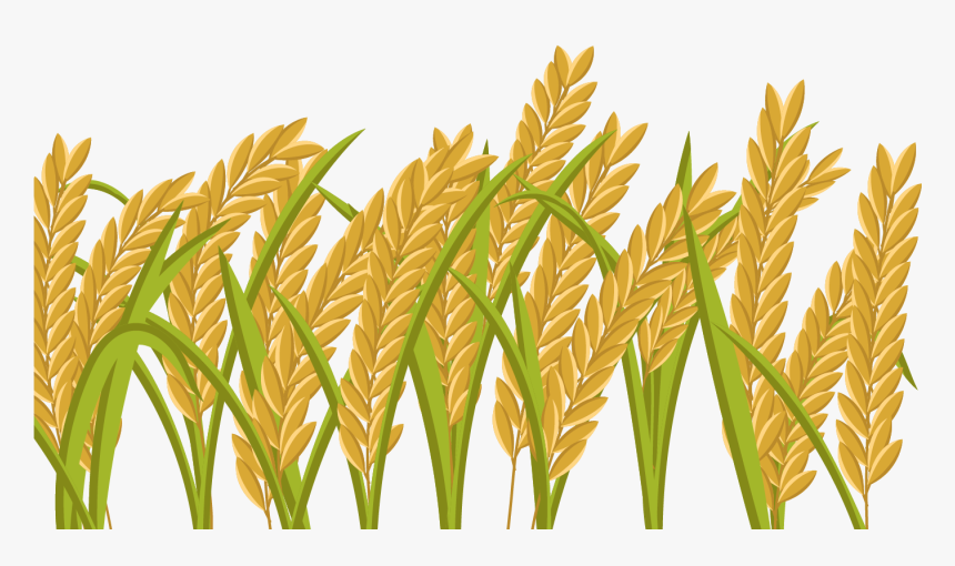 Grain Field Png - Rice Field Png, Transparent Png, Free Download