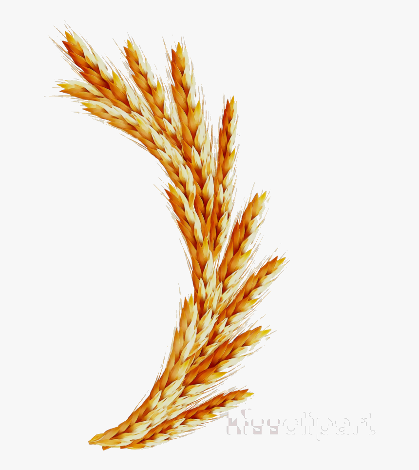 Wheat Illustration Graphics Transparent Image Clipart - Vector Graphics, HD Png Download, Free Download