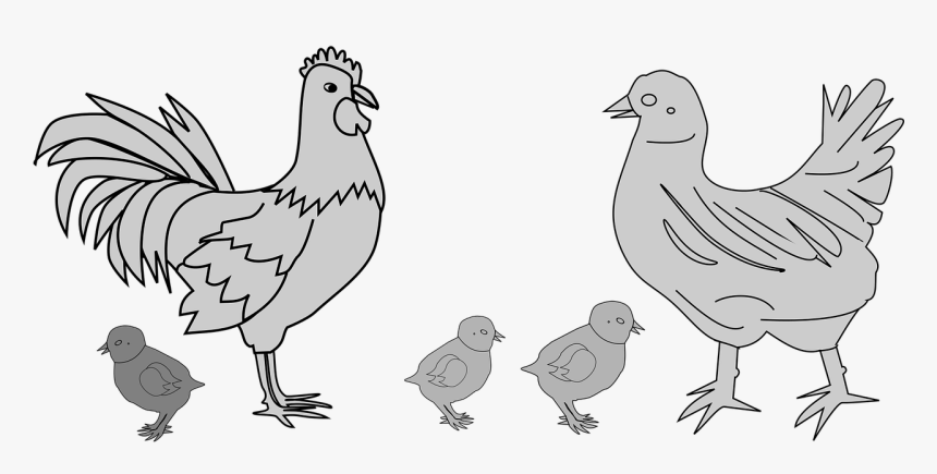 Transparent Chicken Drawing Png - Anak Ayam Dan Induknya, Png Download, Free Download