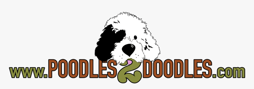 Poodles 2 Doodles, A Top Breeder Of Bernedoodle Puppies - Poodles2doodles, HD Png Download, Free Download