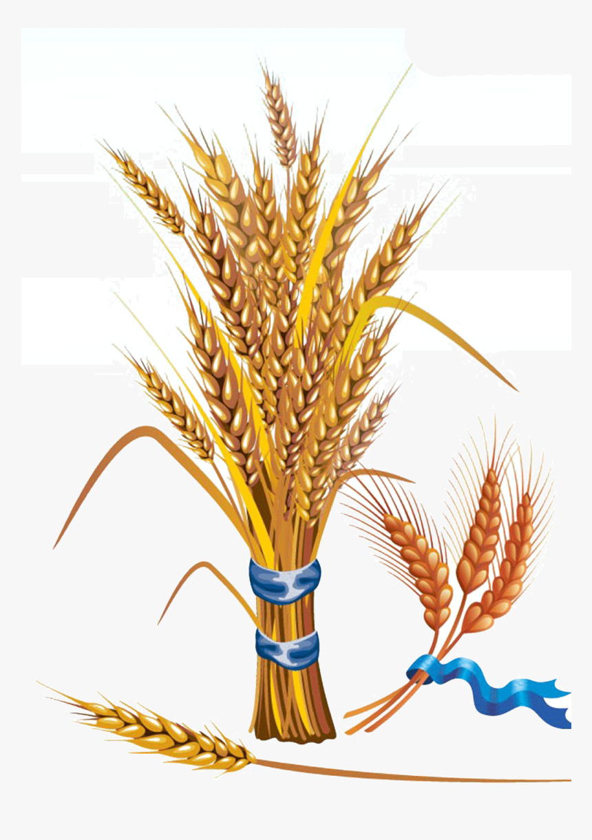 Wheat Euclidean Vector Grain Clip Art - Wheat Vector, HD Png Download, Free Download