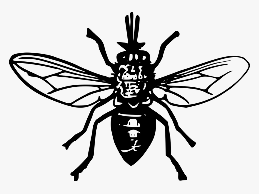 Animales, Mosca, Insectos, Tsé-tsé - Tsetse Fly Clipart, HD Png Download, Free Download