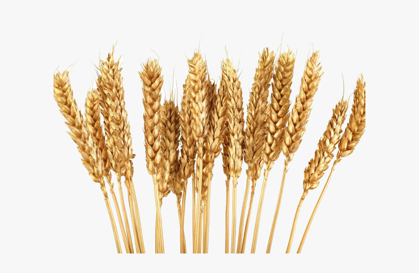 Wheat Grain Clip Art, HD Png Download, Free Download