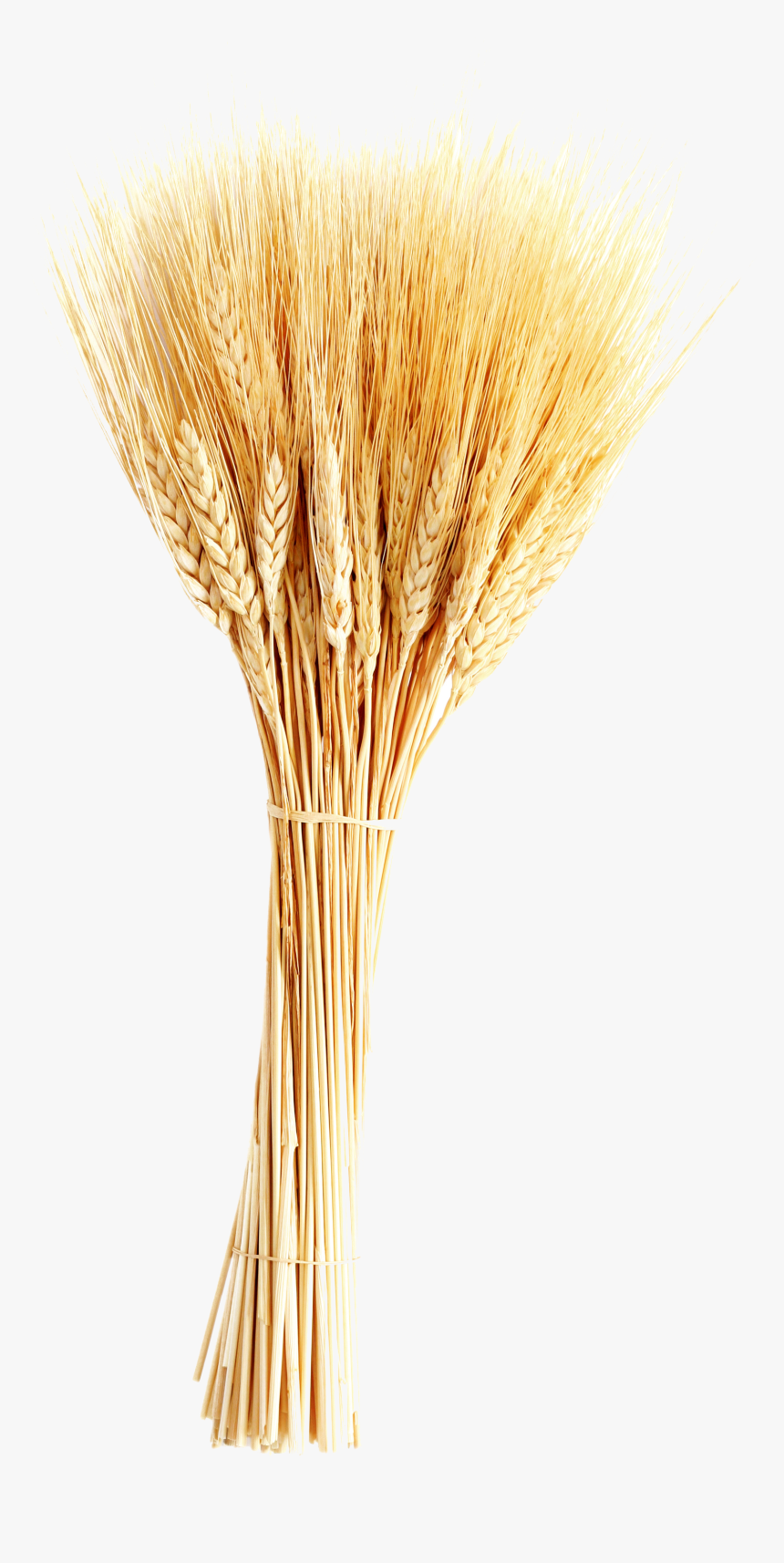 Transparent Wheat Plant Clipart - Wheat In White Background, HD Png Download, Free Download