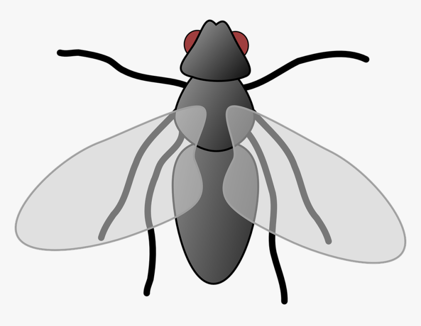 Mosca, Dibujos Animados, Aislados, Arte, Insectos, - Fly Clipart, HD Png Download, Free Download