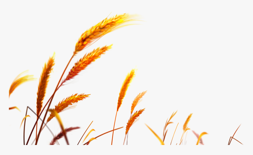 Wheat Vector Png, Transparent Png, Free Download