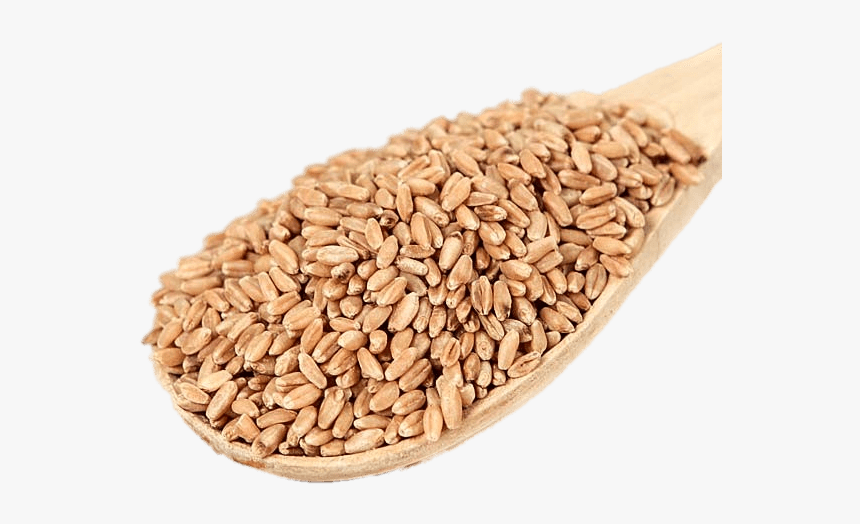 Scoop Of Wheat Berries - Hard White Wheat, HD Png Download, Free Download