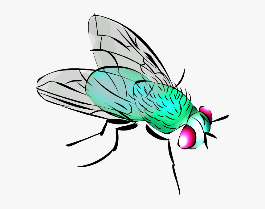 Mosca Dibujo - Moscas Caricatura Png, Transparent Png, Free Download