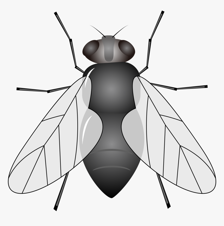 Insecto Mosca De Los Animales Clipart - Imagen De Un Mosca Animado, HD Png Download, Free Download