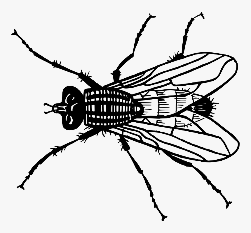Animales, Moscas, Mosca, Insectos, Pest - Fly Free Clip Art, HD Png Download, Free Download