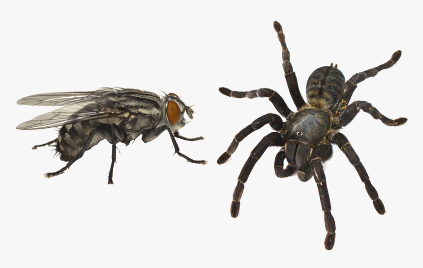 Imagenes De Arañas Y Moscas , Png Download - Araña Y Mosca, Transparent Png, Free Download