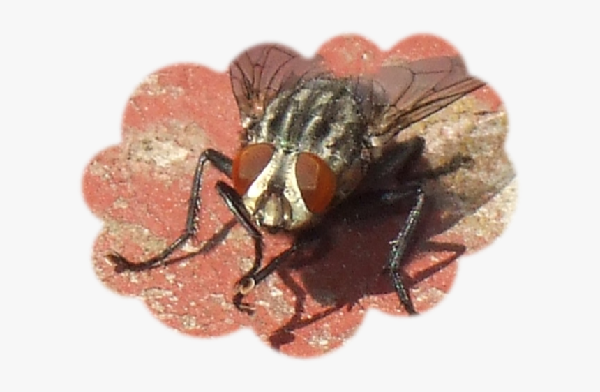 Transparent Mosca Png - House Fly, Png Download, Free Download