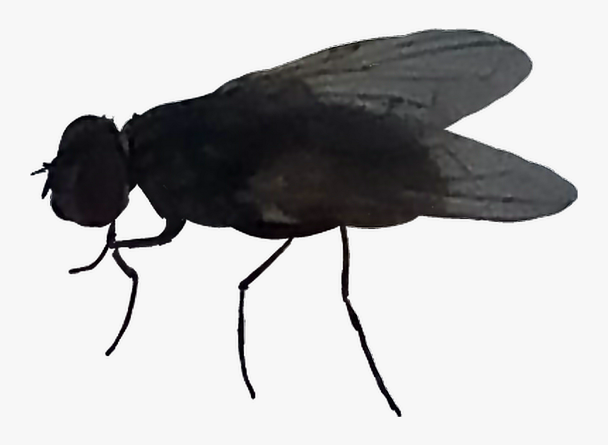House Fly , Png Download - House Fly, Transparent Png, Free Download